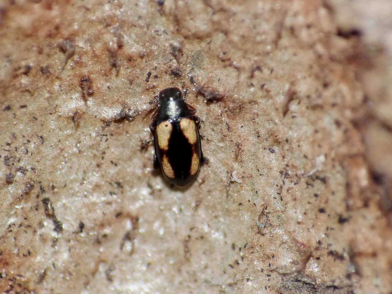 Alticino minuscolo: Phyllotreta sp. - Torrimpietra (RM)